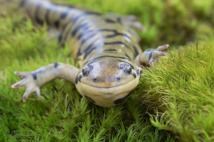 How to Care for Your Tiger Salamander