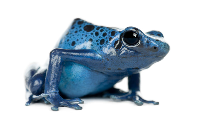 How to Care for Poison Dart Frogs