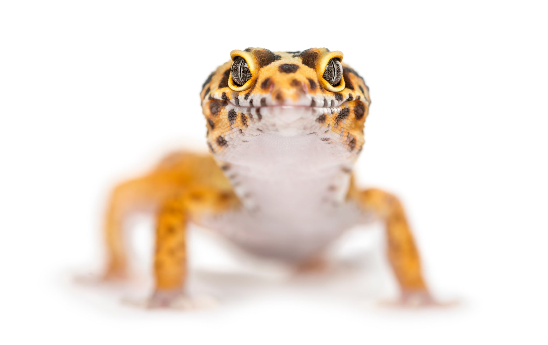 How to Care for Your Leopard Gecko
