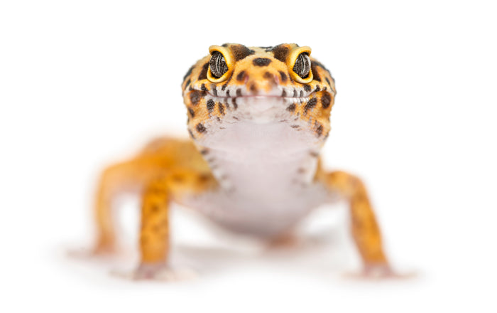 How to Care for Your Leopard Gecko