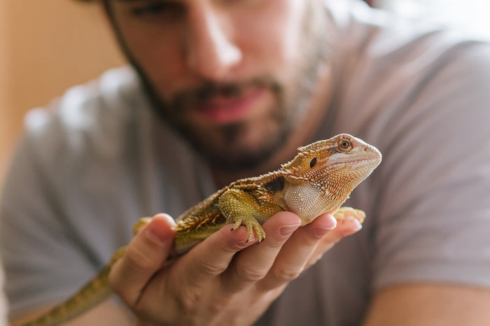 15 Common Myths About Caring for Reptiles — DEBUNKED!