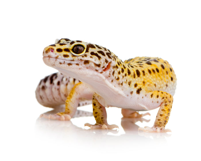 How Heavy Can A Leopard Gecko Get?