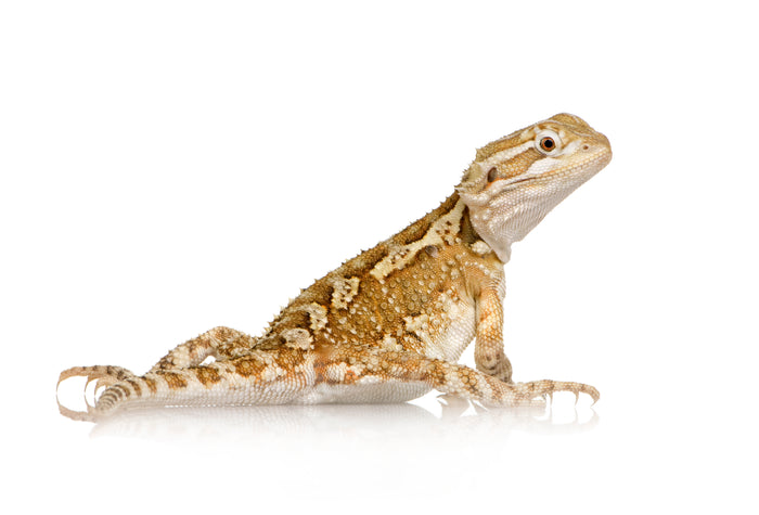 When is a Bearded Dragon a Juvenile?