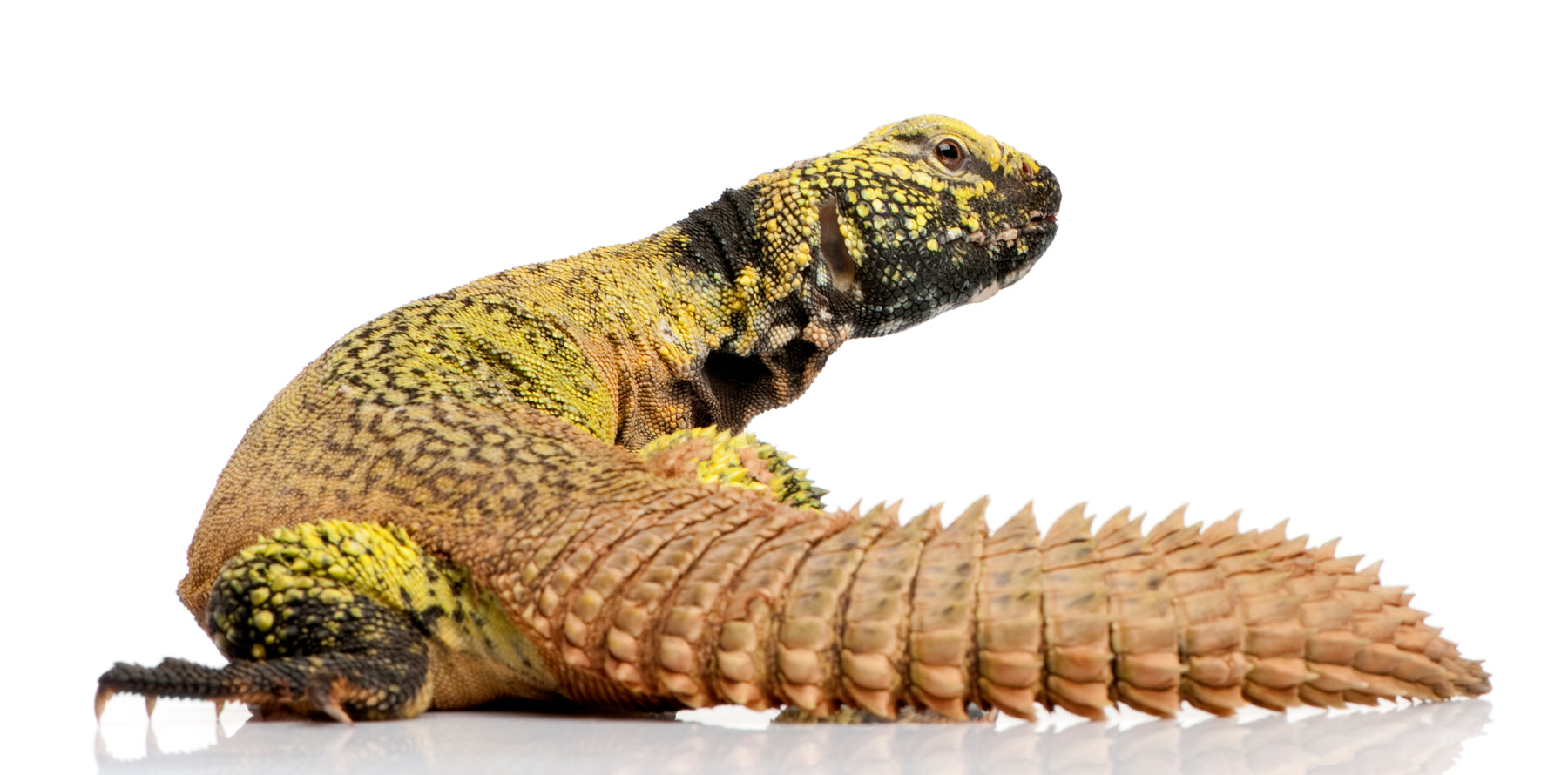 How to Care for Your Uromastyx