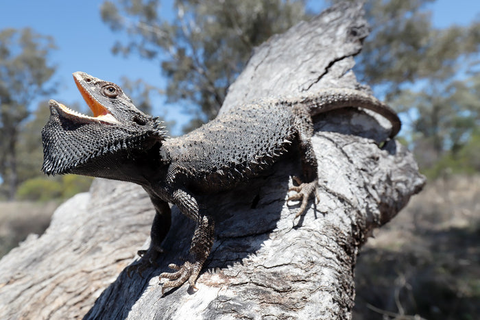 How Do You Know When a Bearded Dragon is Mad?