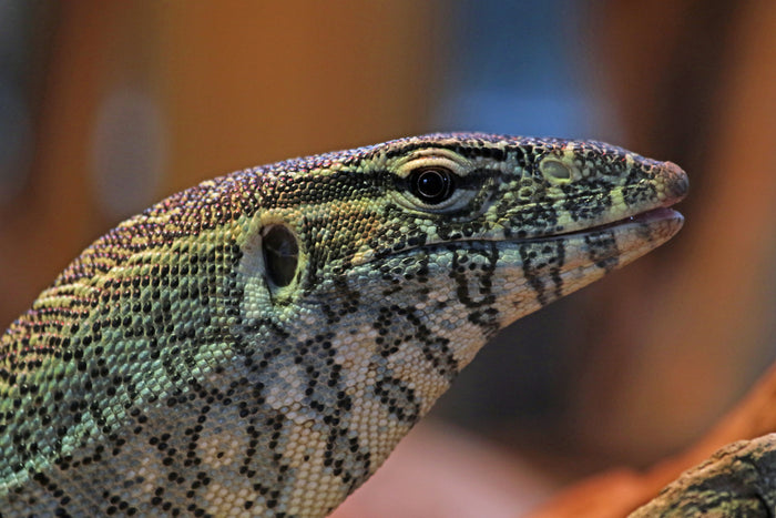 How to Care for Your Nile Monitor