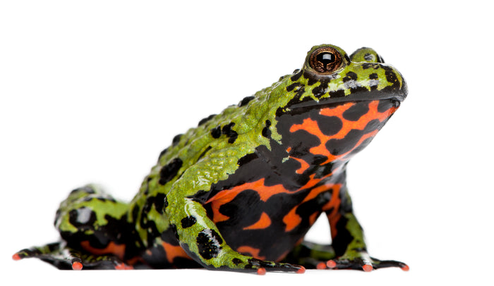How to Care for Your Fire-Bellied Toad