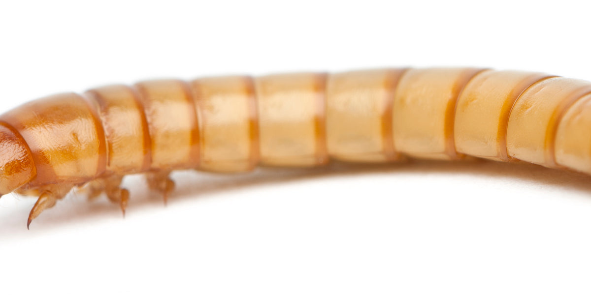 Mealworms as pets: Everything you need to know