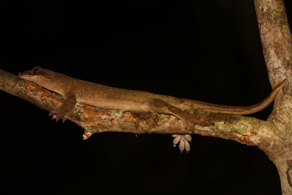 How to Care for Your Sarasinorum Gecko