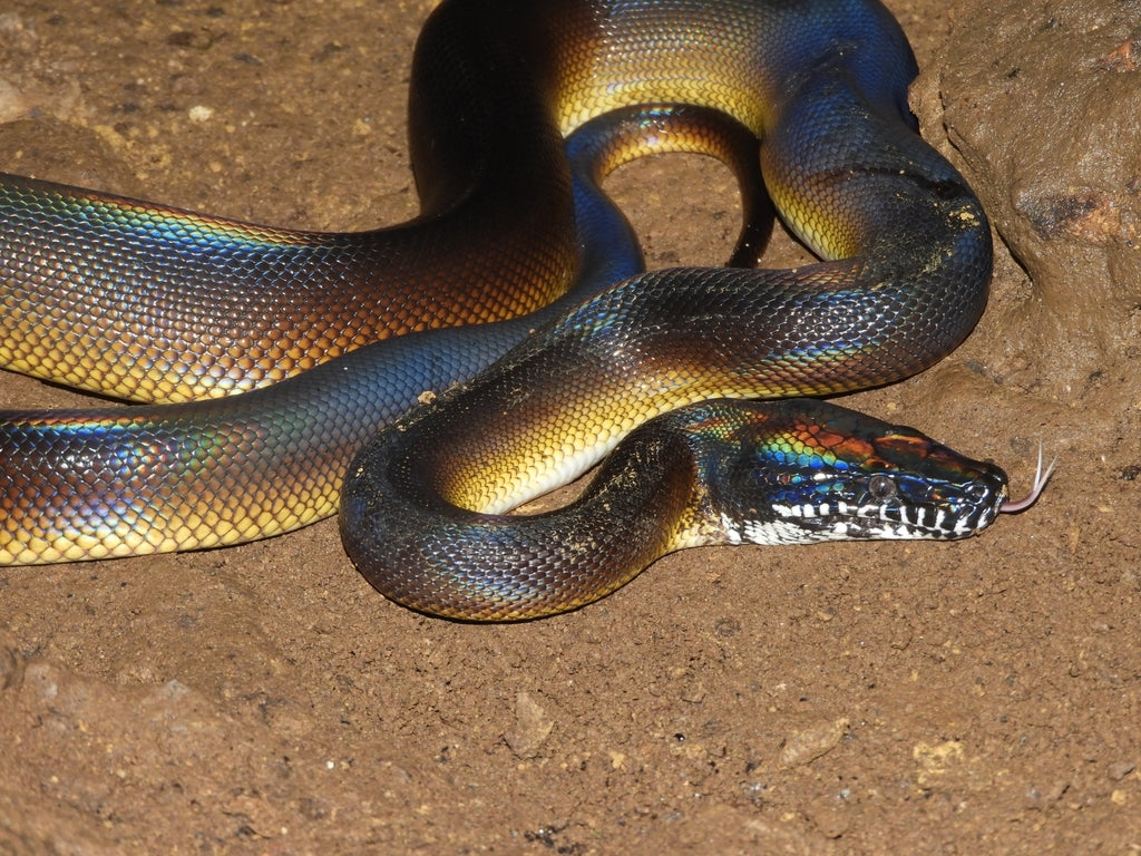 How to Care for Your White-Lipped Python | Reptile Supply