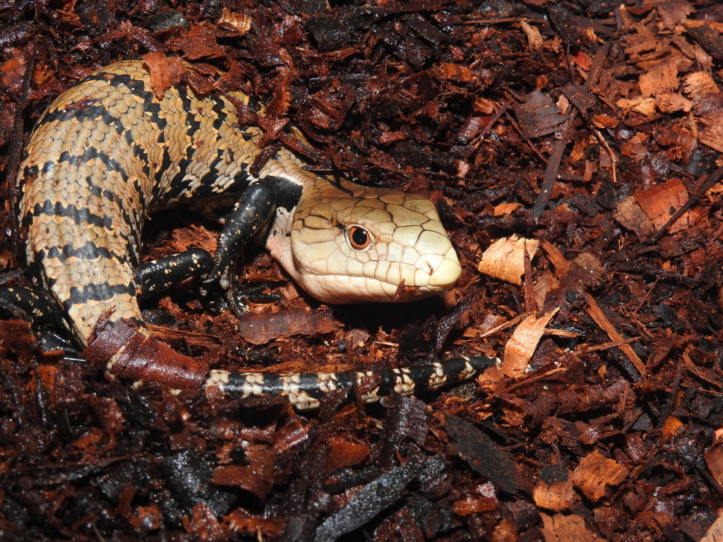 How to Set Up an Indonesian Blue Tongue Skink Enclosure