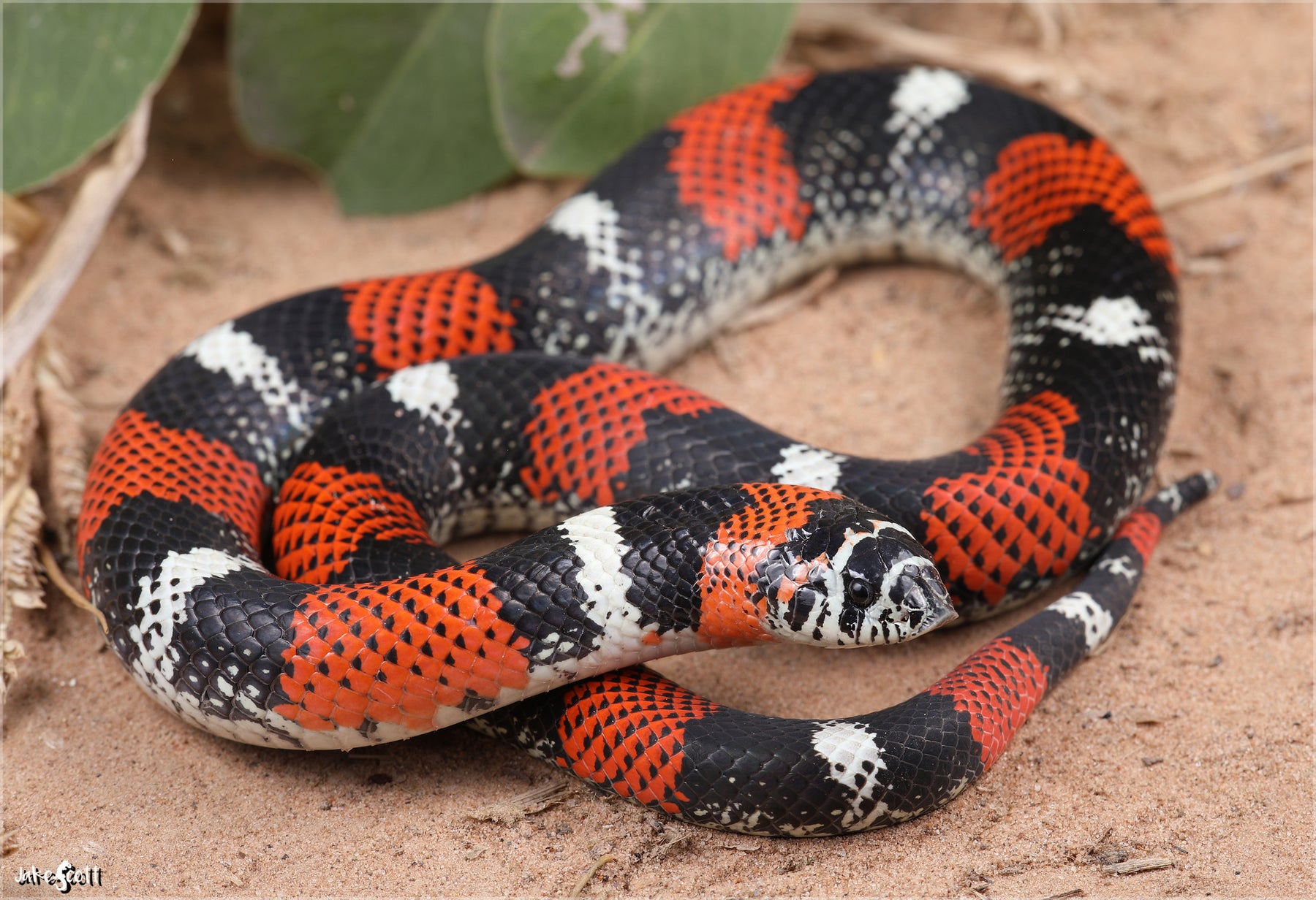 How to Care for Your Tricolor Hognose Snake