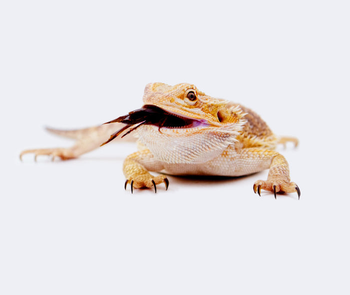 Can My Bearded Dragon Eat Dead Insects?