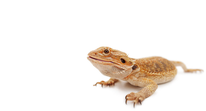 How Long Can a Bearded Dragon Go without Eating?