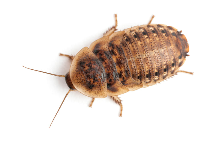 Frequently Asked Questions - FAQ Dubia Roaches