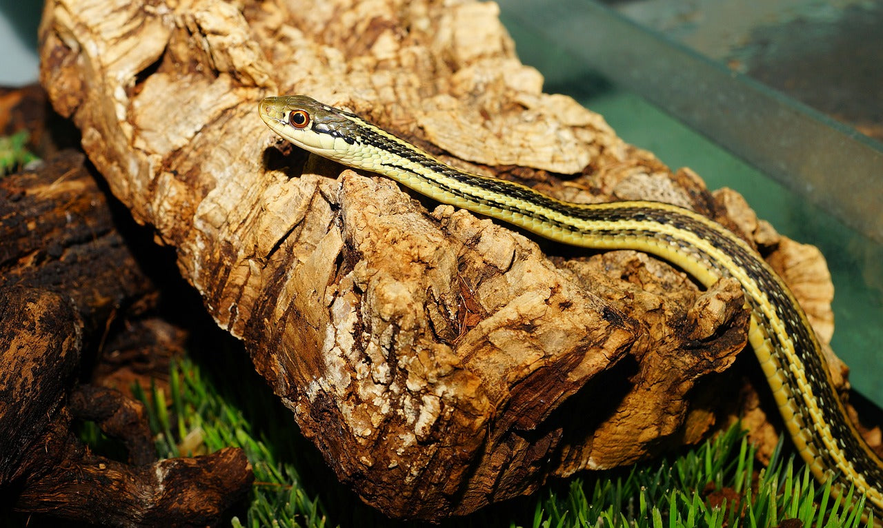 How to Care for Your Garter Snake