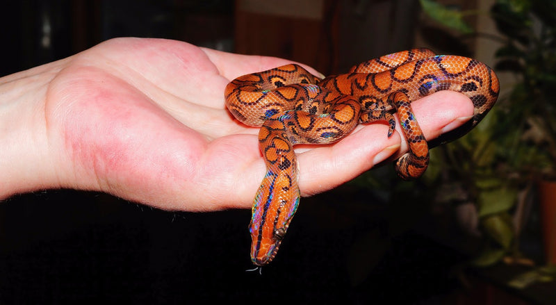 How To Care For Rainbow Boas, Allans Pet Center