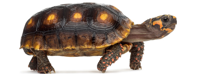 How to Care for Your Red-Footed Tortoise