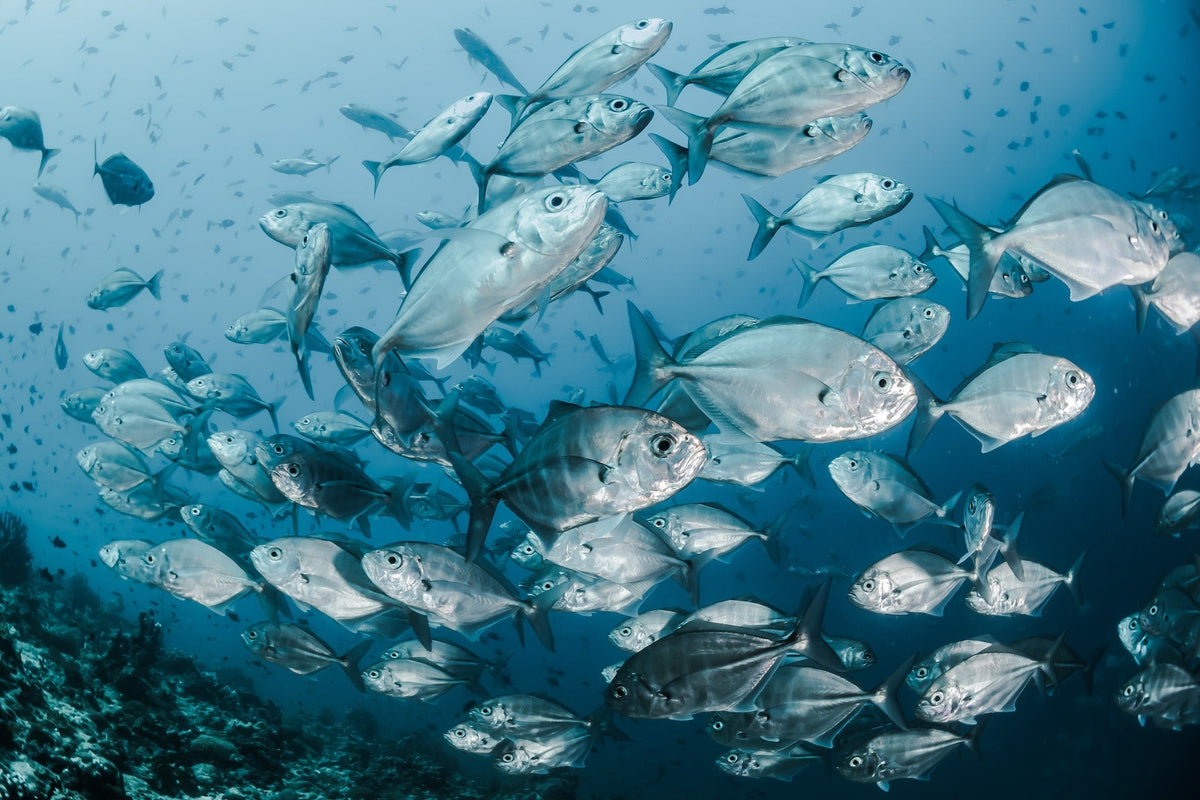 Sippli Fish Fish Collection for Reptile Nutrition | ReptileSupply.com