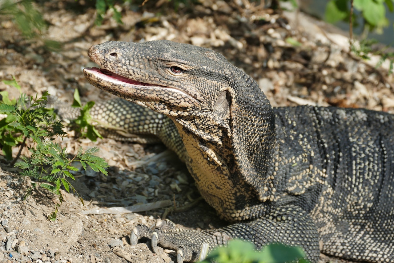 Monitor Lizards Care Products & Live Insects | ReptileSupply.com