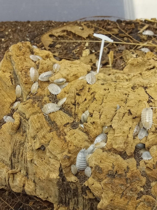 Porcellio laevis "White Laevis" Isopods FREE SHIPPING