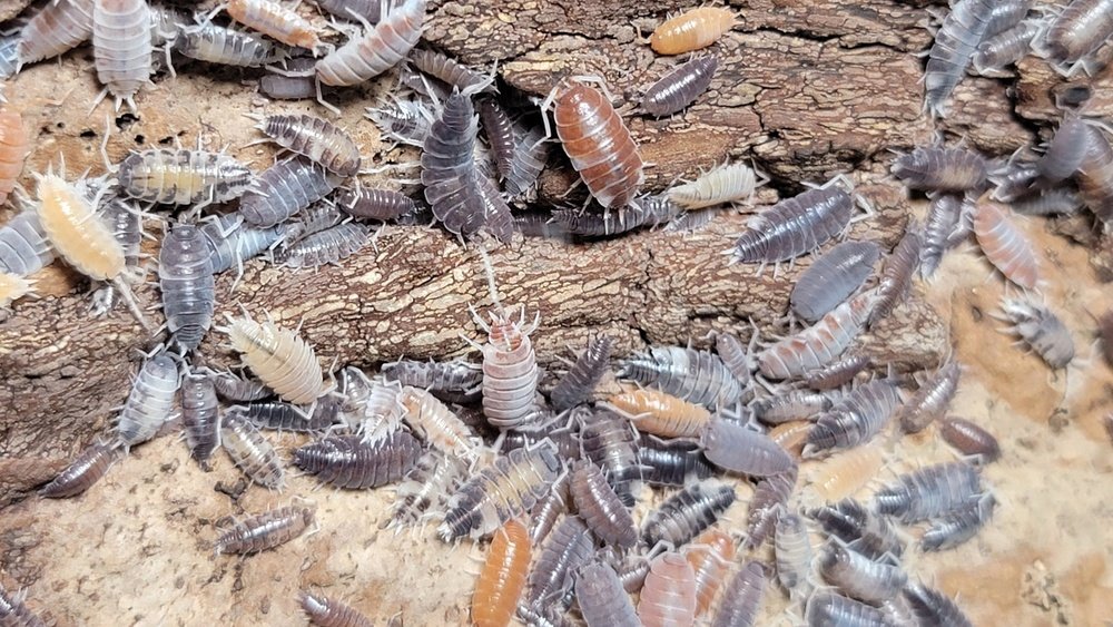 Porcellionides pruinosus "Powder Mix" Isopods FREE SHIPPING