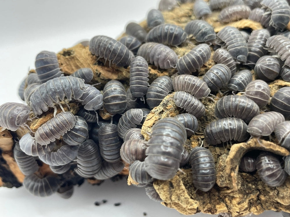 Armadillo officinalis "Sicily" locale Isopods FREE SHIPPING