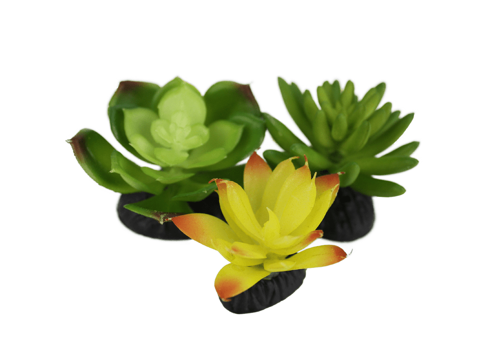 Komodo Living Natural Desert Succulents, 3 pack