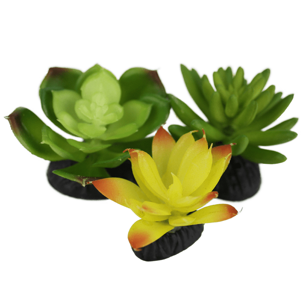 Komodo Living Natural Desert Succulents, 3 pack