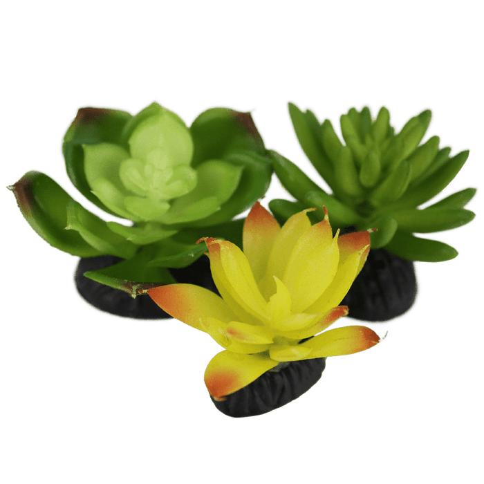 Komodo Living Natural Desert Succulents, 3 pack