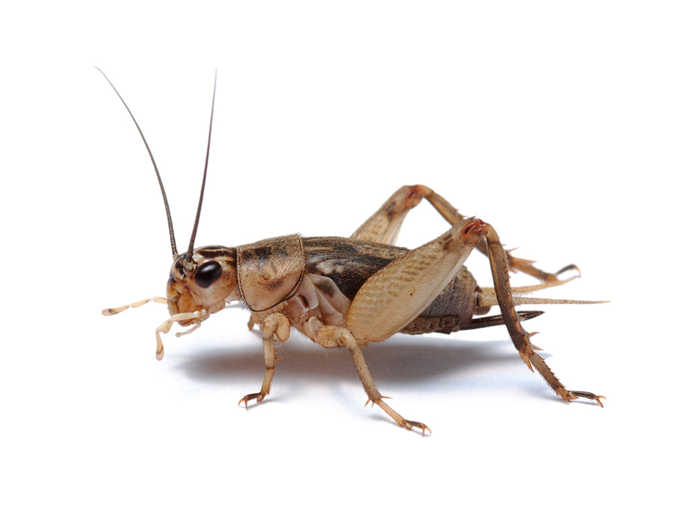 Crickets- store use only