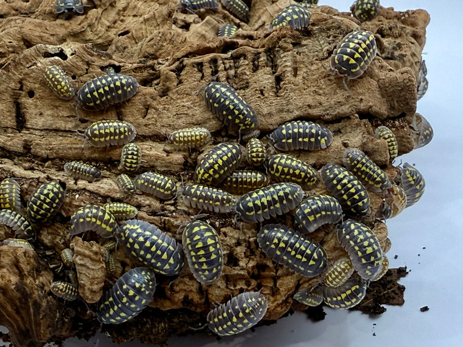 Armadillidium Gestroi Isopods