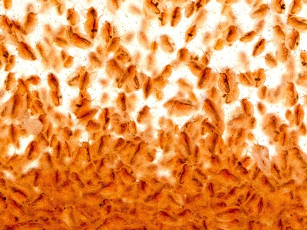 Live Daphnia 200ct Auction