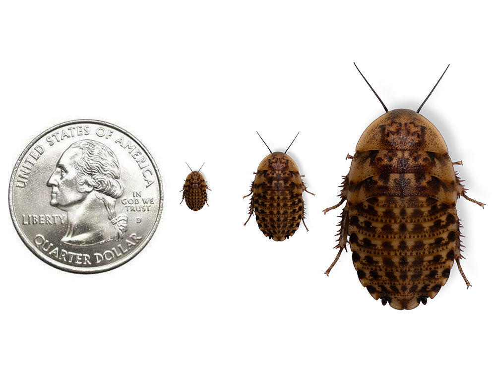 Discoid Roaches FREE SHIPPING dubia roaches DubiaRoaches.com 