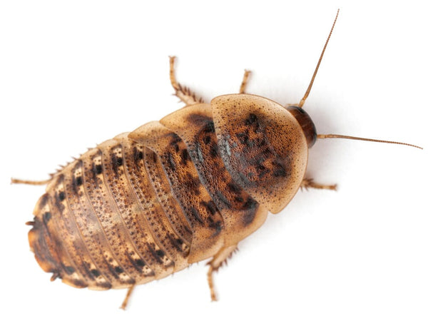 Dubia Roaches for Sale - Premium Feeder Insects | ReptileSupply.com