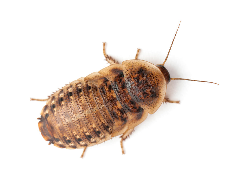 Large 1" Dubia dubia roaches DubiaRoaches.com 