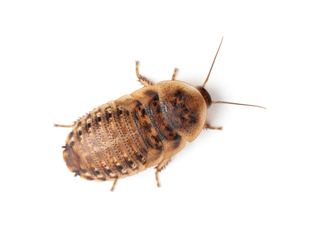 Large 7/8" Dubia dubia roaches DubiaRoaches.com 