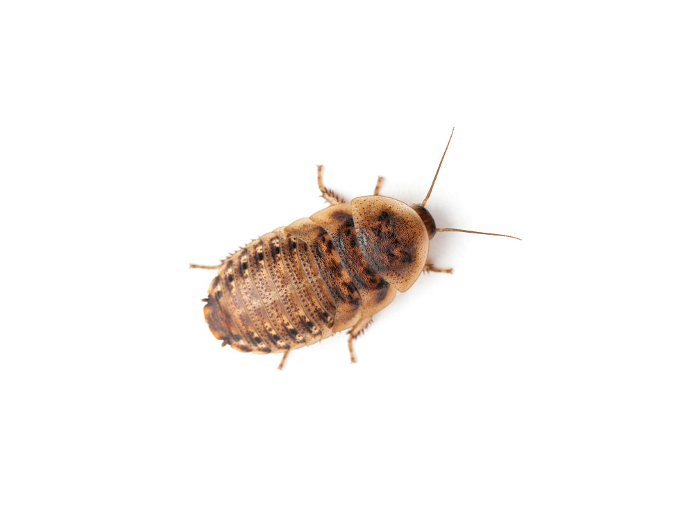 Small 1/2" Dubia FREE SHIPPING dubia roaches DubiaRoaches.com 