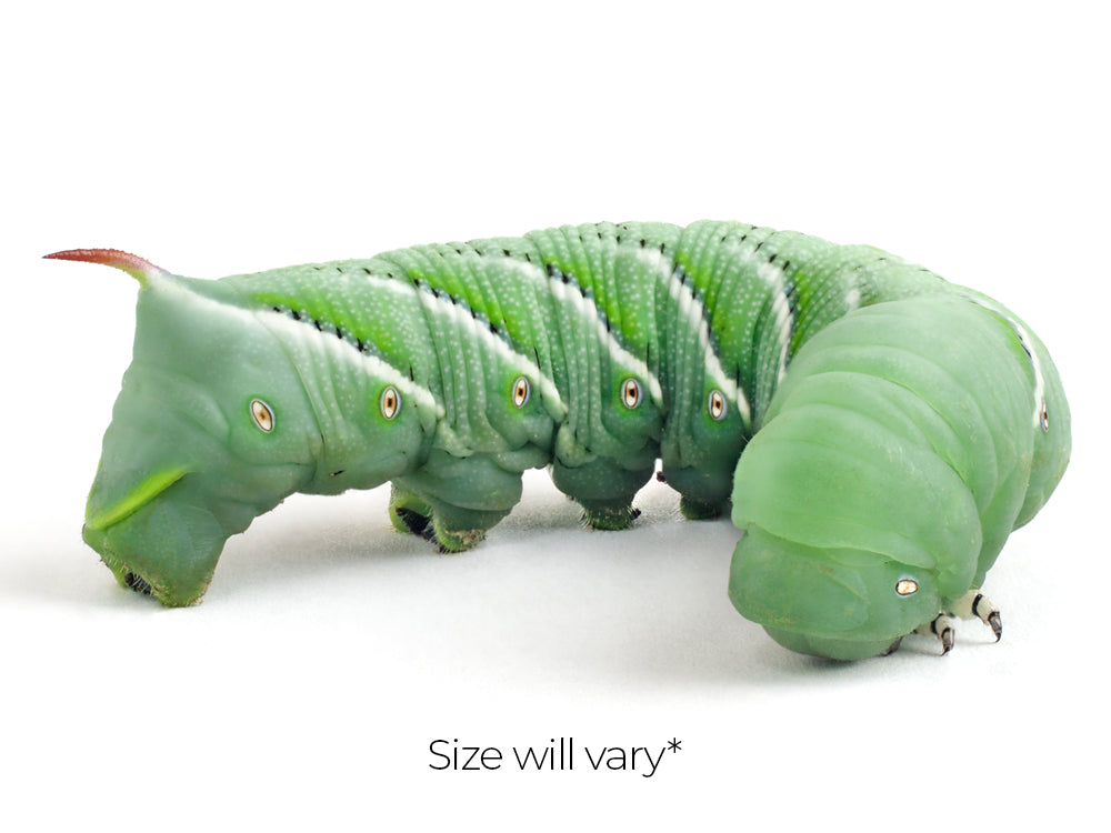 Hornworms FREE SHIPPING Reptile & Amphibian Food Dubia.com 