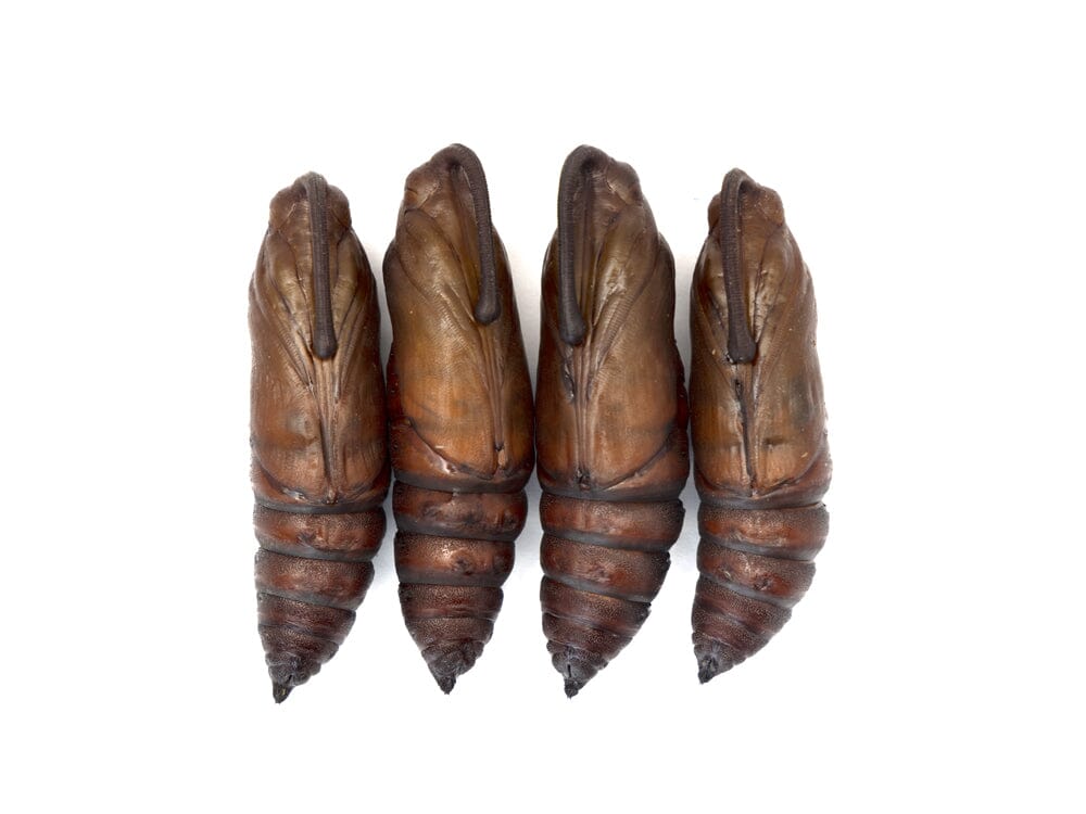 Live Hornworm Moth Pupa Sexed Pair Manduca sexta