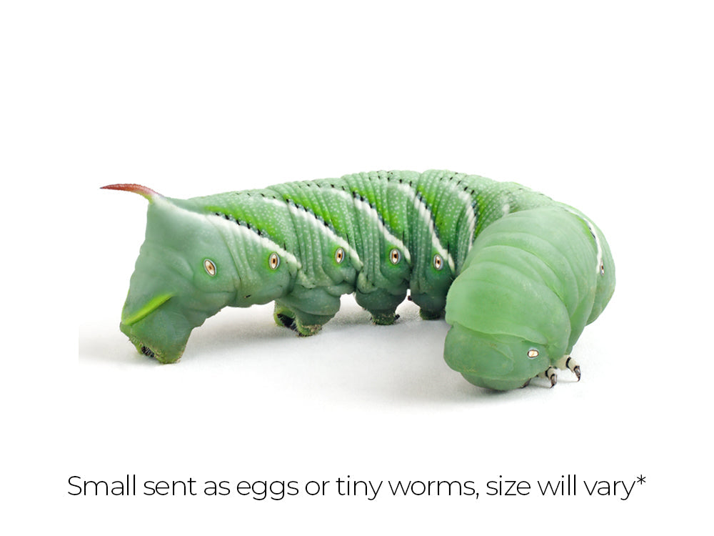 Small Hornworms FREE SHIPPING