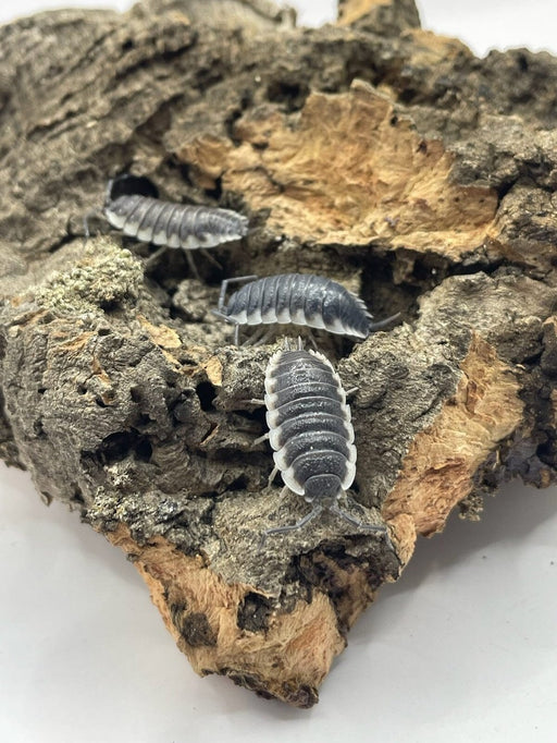 Porcellio "Sevilla" Isopods FREE SHIPPING