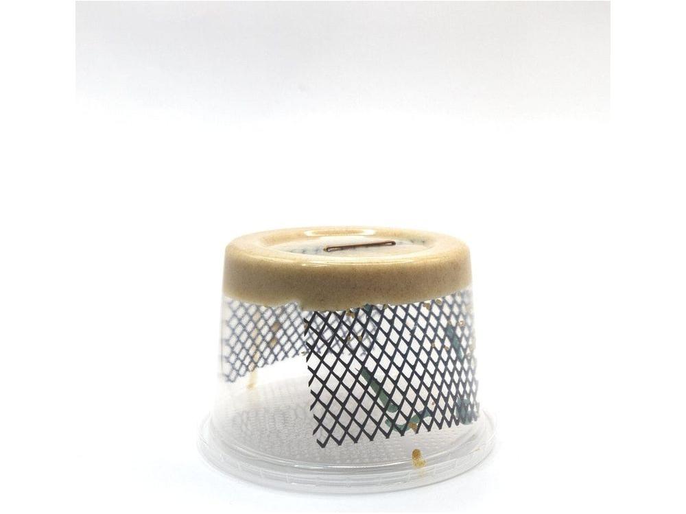 Extra Large Hornworms