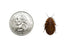 Discoid Roaches FREE SHIPPING