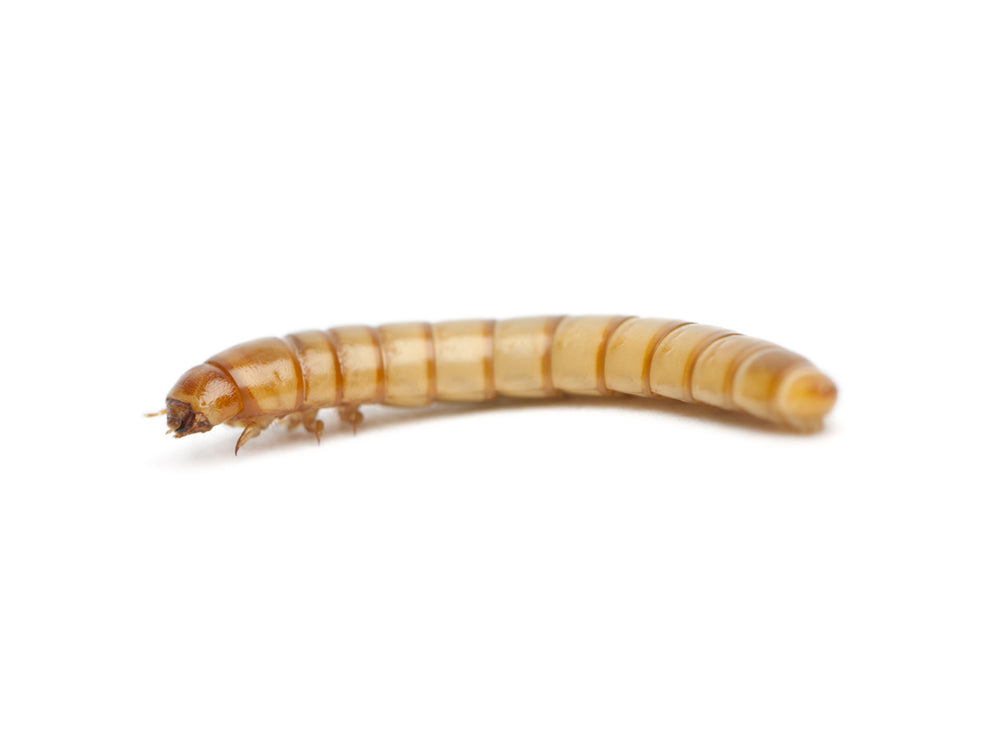 Large Mealworms