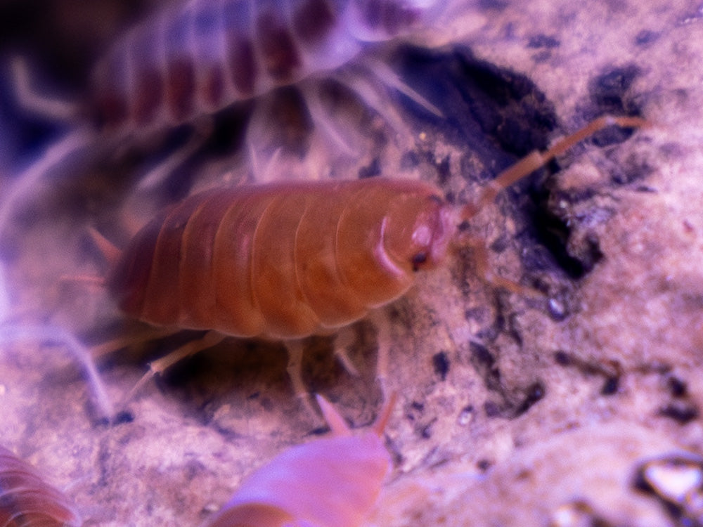 "Orange Cream" Isopods Porcellionoides pruinosus