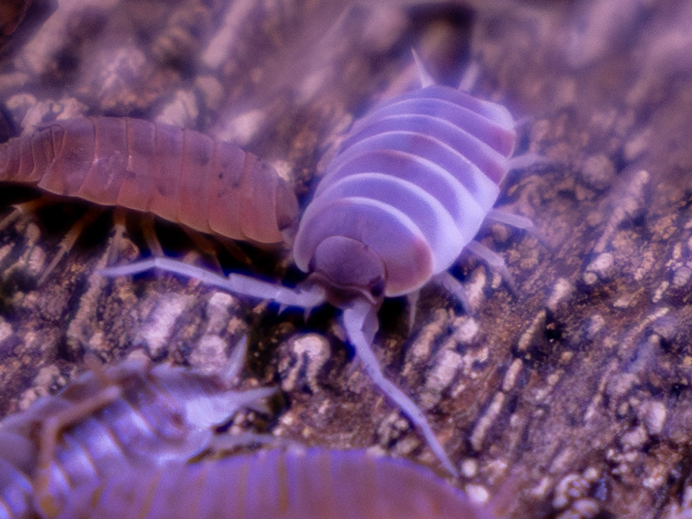 "Orange Cream" Isopods Porcellionoides pruinosus