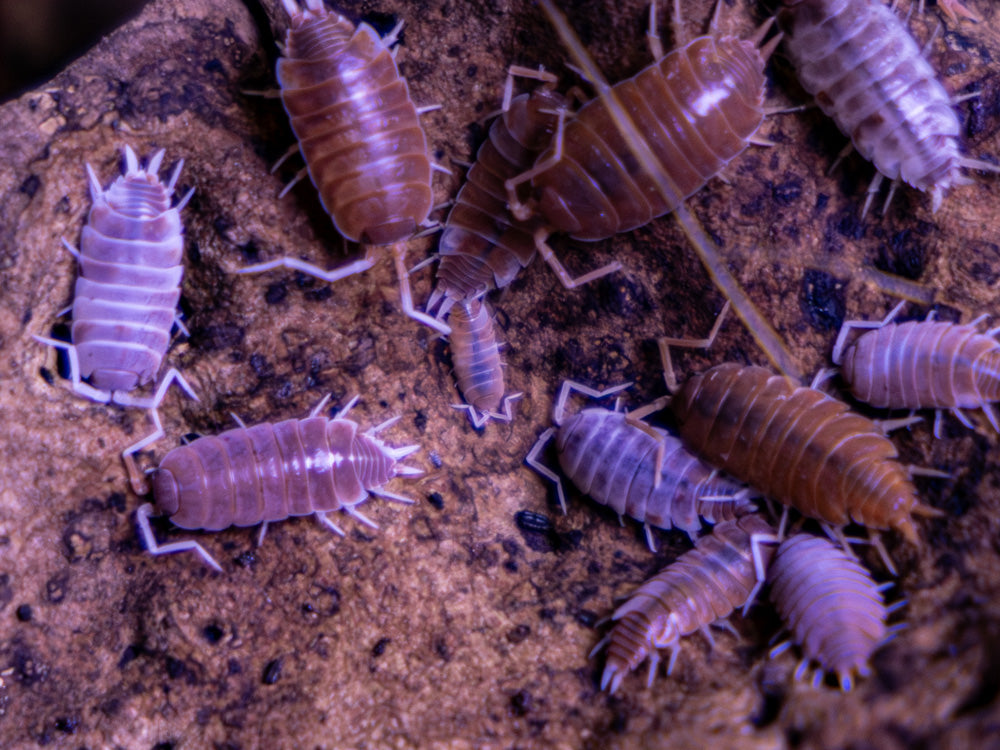 "Orange Cream" Isopods Porcellionoides pruinosus