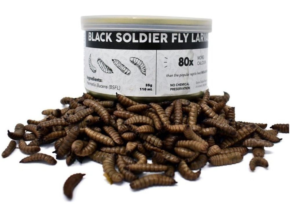 Canned Black Soldier Fly Larvae