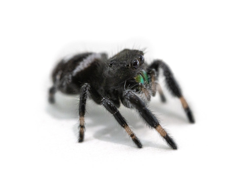 Jumping Spiders Dubia.com Regal (Phidippus regius) i5-i6 Male FedEx 2 Day